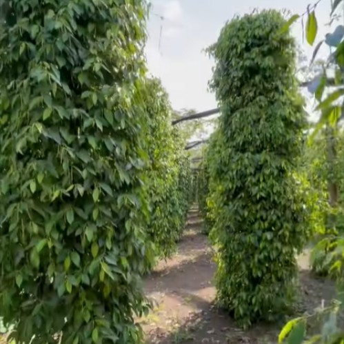 pepper trees in the farm